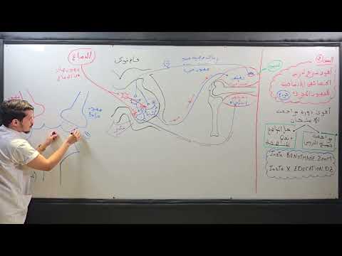 السنة الثانية الخصائص الإدماجية للعصبون المحرك الجزء 1