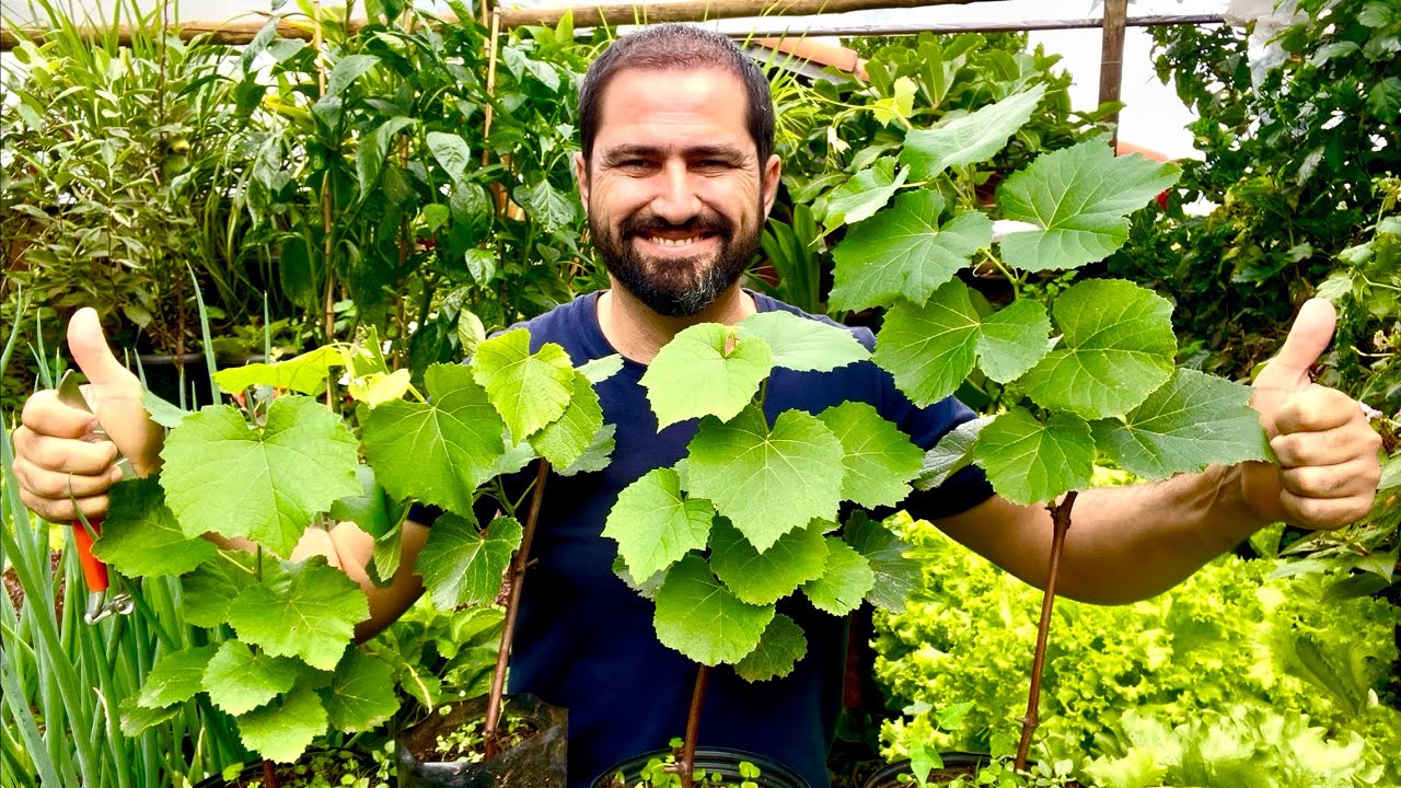 PRIMEIROS CUIDADOS COM SUAS MUDAS DE UVA