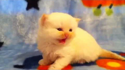 Video 561761: flame point himalayan kitten, himalayan doll, kittens cattery, little cattery