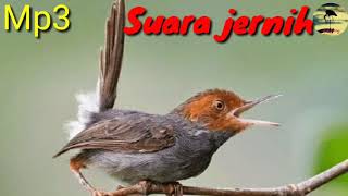 Kicau burung Prenjak Belong gacor suara jernih cocok untuk suara pikat dan Masteran