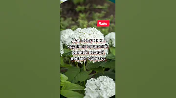 5 секретов пышного цветения гортензии #гортензии #гортензия