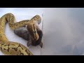 Antes de comprar  tu primer serpiente pitón bola  tienes que ver este videoMario Blogs