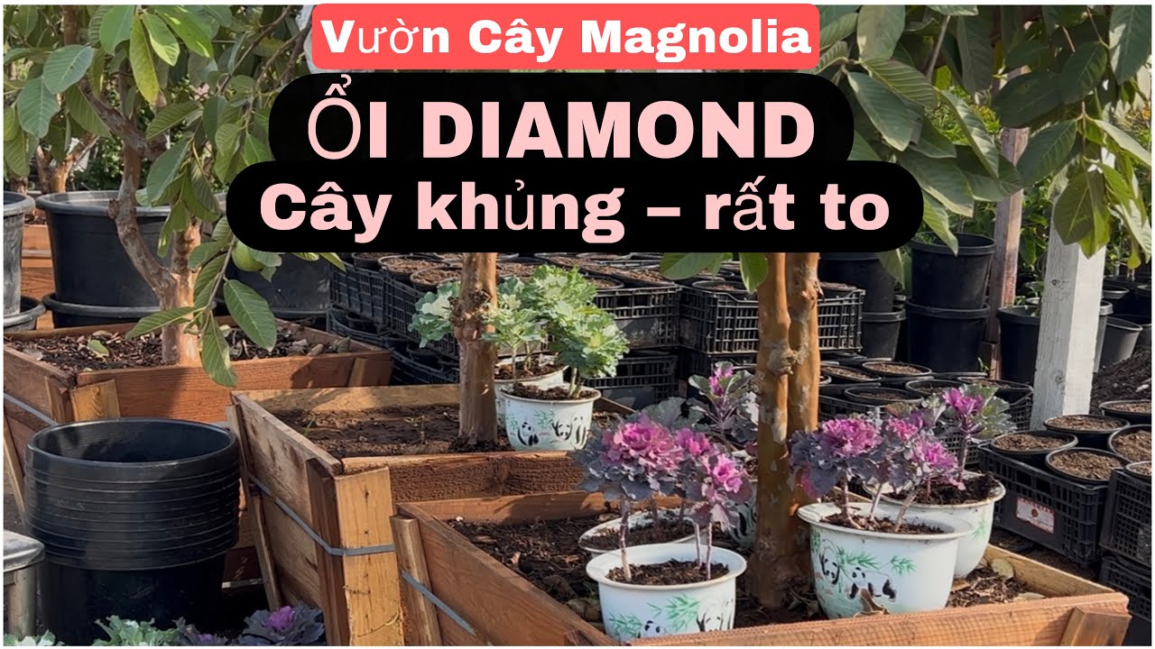 Magnolia Nursery New In: Giant Diamond Guava Trees & Various Custard Apples
