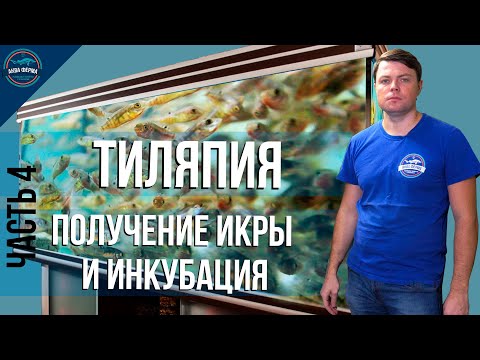 Тиляпия получение икры и инкубация часть 4