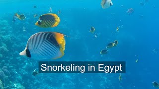 Snorkeling in Sharm El-Sheikh and Hurghada, Egypt