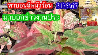 พาบอนสีหน้าร้อนมาบอกข่าวงานประกวดบอนสีที่ จ.ราชบุรี วันที่2\6\67