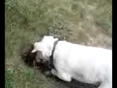 jack russel terrier digging for gophers