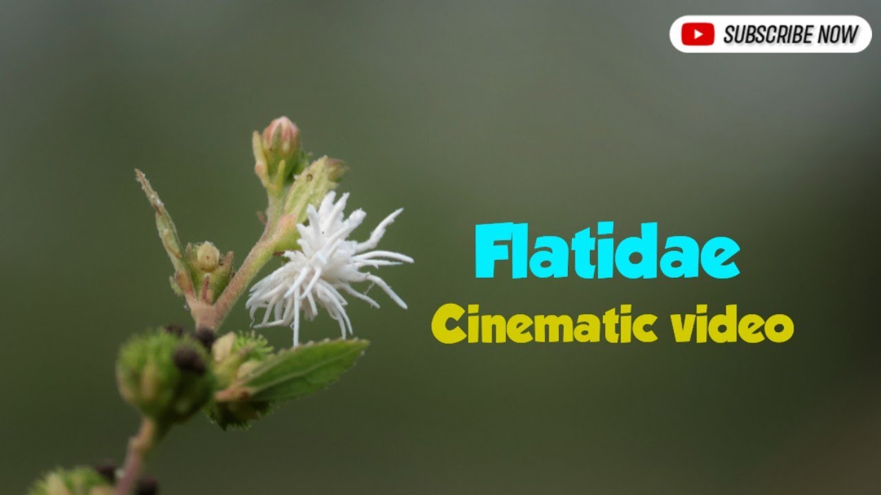 Flatidae || Insects World || Canon R10 || Wildman Abhijit