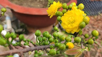 Mai cúc thọ hương 2 mùa,mai cúc 2 tầng , bạch mai già mùa giá rẻ bao ship