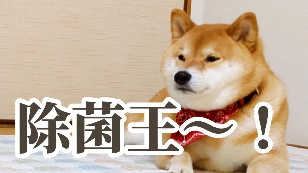 犬猫アテレコ そいつの名前は除菌王 Youtube