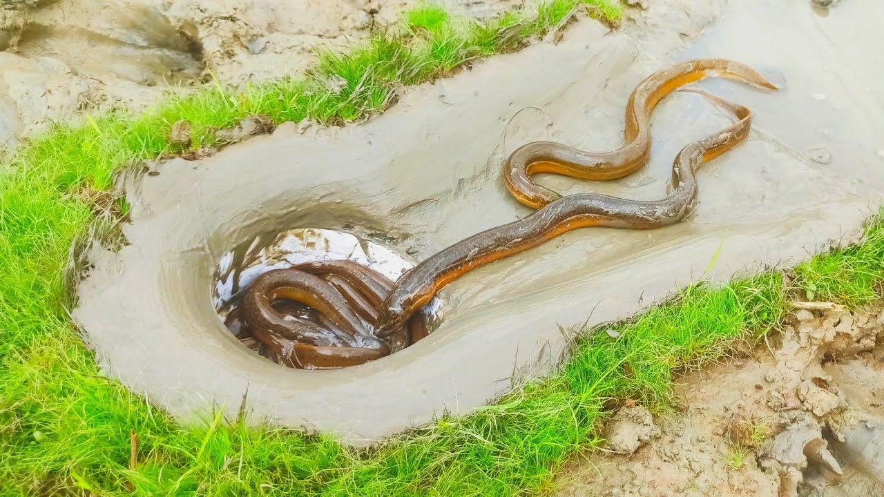 Amazing Hole Eel Fish Trap | Making System And Catching eel Fish By Muddy Soil Trap |