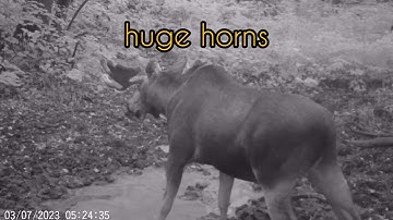 New camera trap in the swamp.