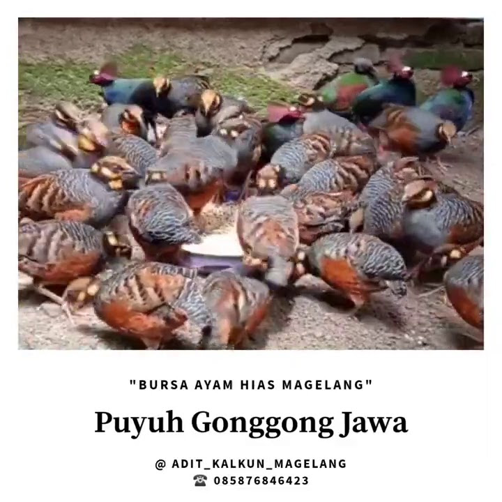#peluangbisnis #pelestari #puyuhgonggong beternak Puyuh Gonggong Jawa