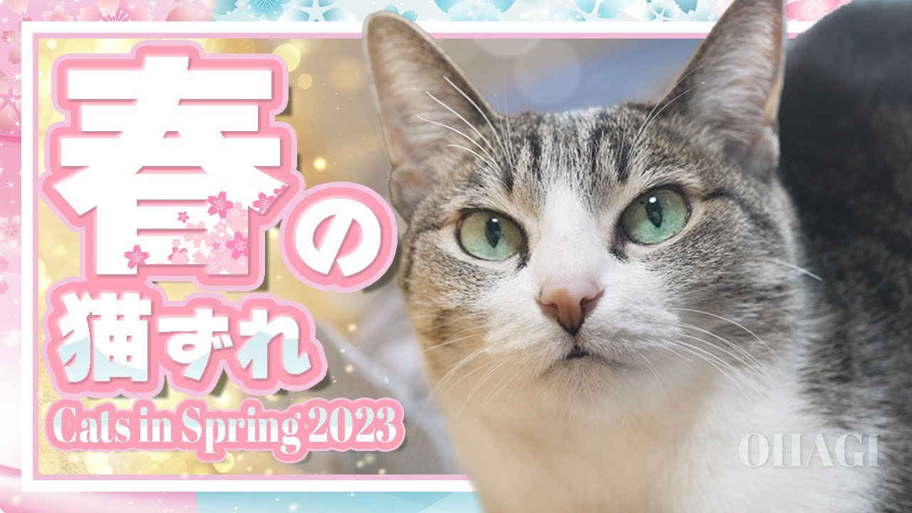 待ち遠しい春 猫ちゃんラウンドレジンヘアゴム 新作♡猫ちゃん好きな方