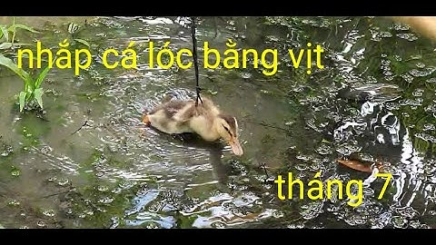 Nhắp cá lóc bằng vịt mùa cá lóc # kiếm cá ăn chống dich|| Phương fishing , hunting trap