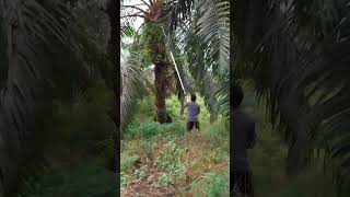 Palm Harvest – Clean Cut &amp; Drop 🌴