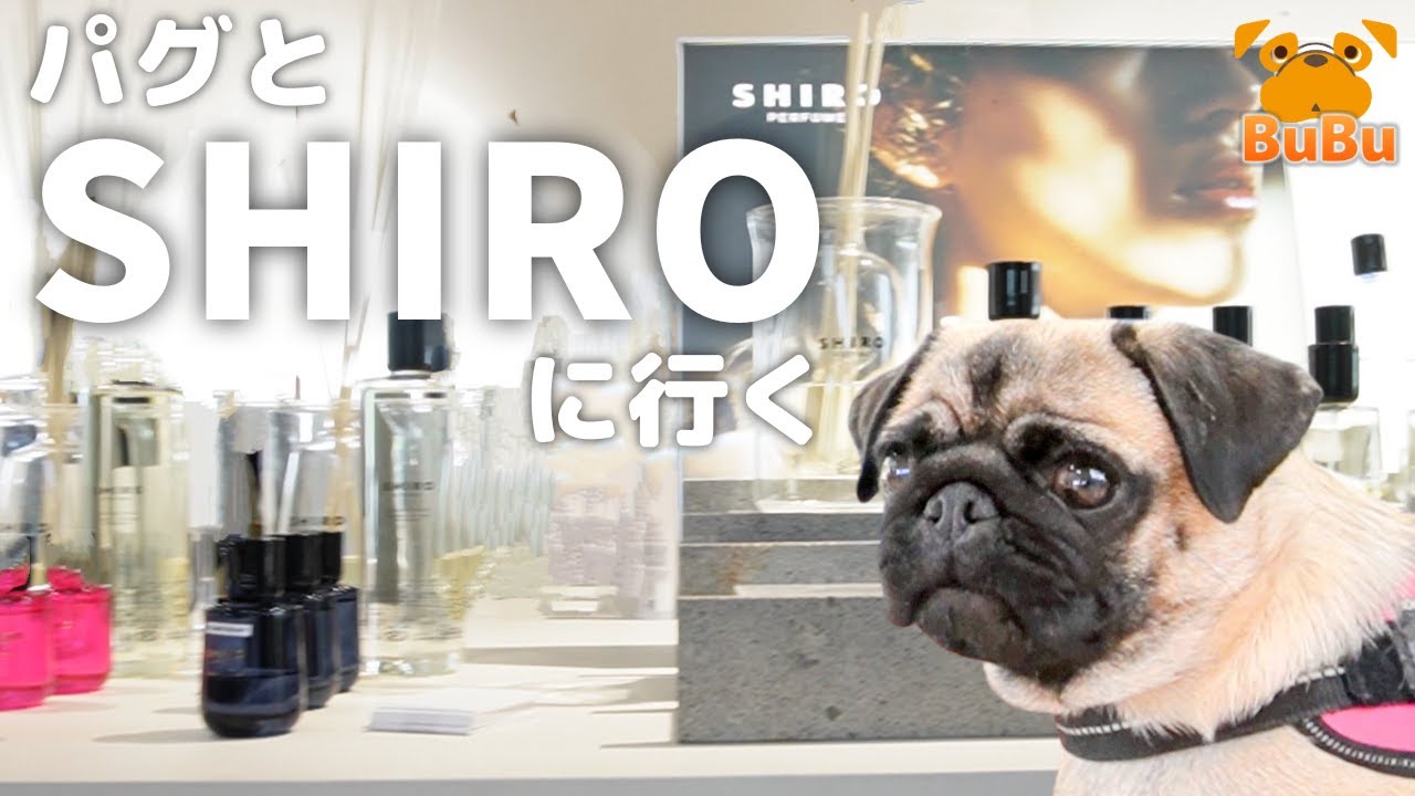 驚きの犬も入場できるSHIRO本社工場に行ってきたよ【パグ犬BuBu】 - YouTube
