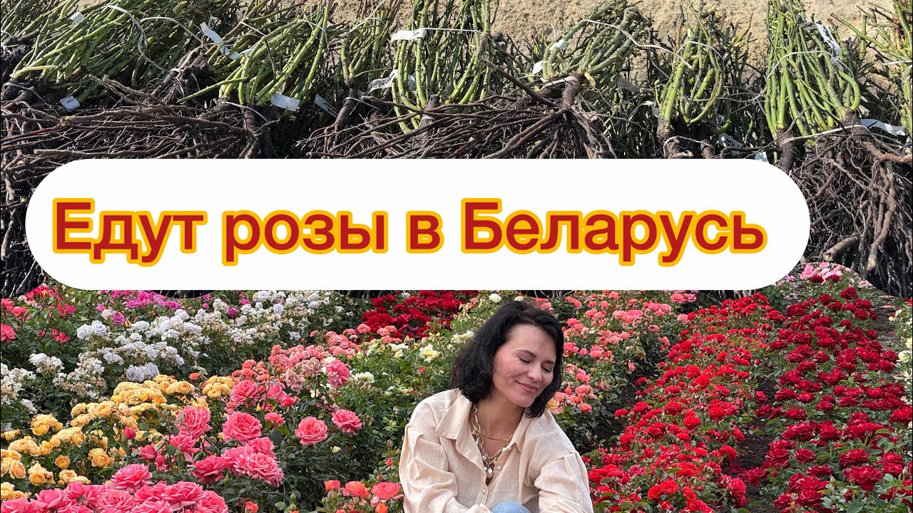 Добро пожаловать в круг любителей роз https://t.me/chatmaryroses