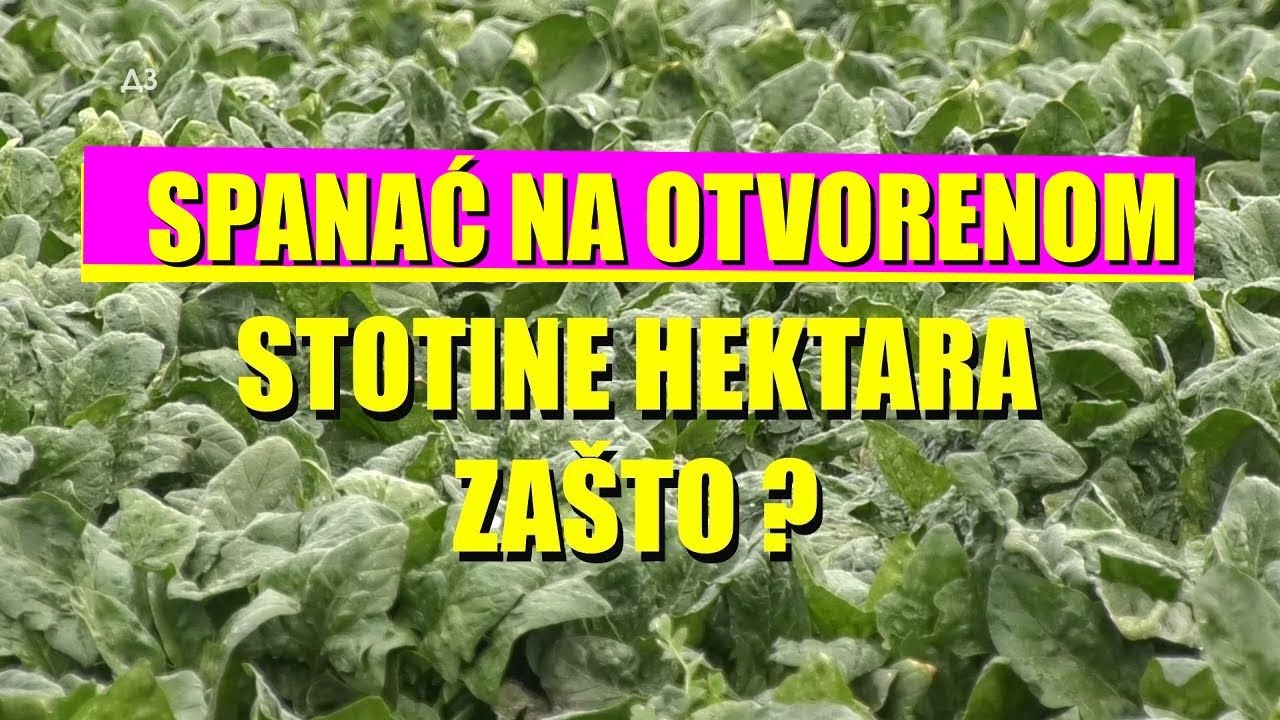 Uzgoj SPANAĆA NA OTVORENOM  - zašto to može da bude VELIKI POSAO ? Mnogo veće nego u plastenicima ?