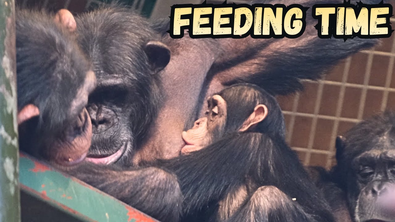 3 Baby Chimps All Feeding