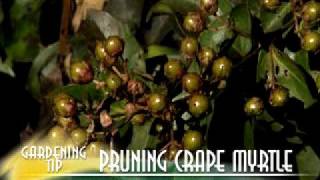 Pruning Crape Myrtle