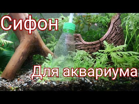 Video: Аквариум үчүн сифон кантип жасалышы керек