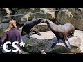 What&#39;s the difference between seals and sea lions?