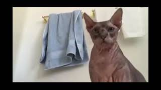 Yogi And A Toilet Paper Short Version ヨギ様