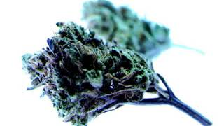 Passmetheblunt (anti-drugs campaign) #teaser #trap #smoke