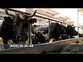 Минсельхоз субсидирует затраты на покупку крупного рогатого скота