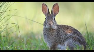 Akmal Shaikh: Come little rabbit
