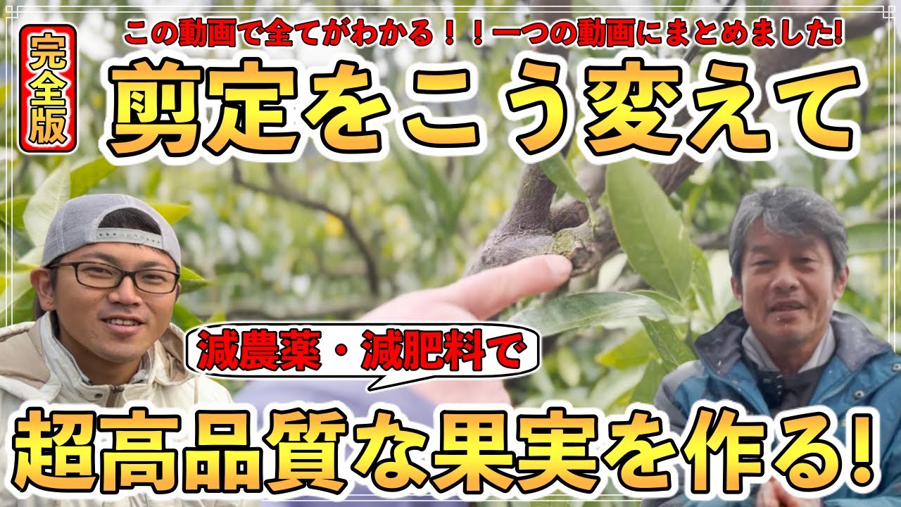 【完全版】33年のプロ柑橘農家に聞く栽培方法！剪定をこう変えるだけで減肥料・減農薬で最高品質，コクのみかんを作る！【長崎県 平田守さん】