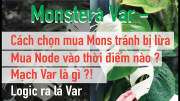 ⭕ Hướng Dẫn chọn Monstera Đột Biến (Var) tránh bị lừa / Trầu bà lá xẻ đột biến / Mạch Var là gì ?
