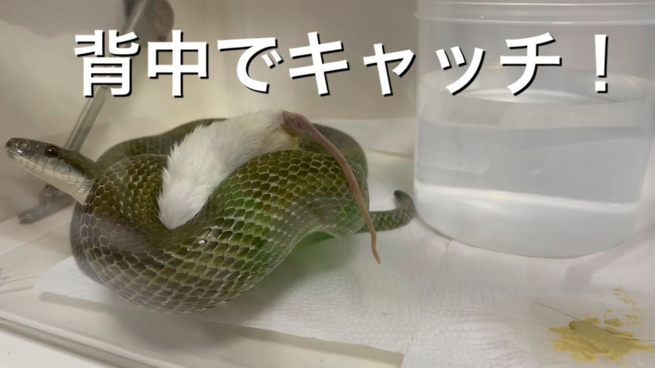 かわいすぎるヒバカリ ヘビ の捕食 Predation Of Too Cute Snake Youtube