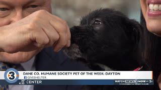 Pet-entially Yours: Dayton