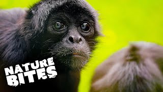 Meet the 50 Years Old Spider Monkey | The Secret Life of the Zoo | Nature Bites