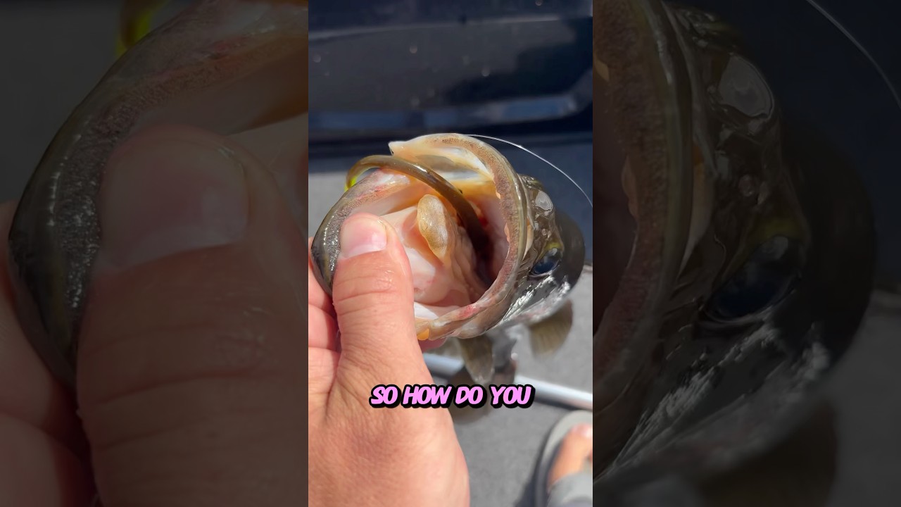 bonefish fly fishing reels Pure Adrenaline - Bonefish Run! , The moment every fly fisherman lives  for: the reel screams, the line rips through the guides and the bonefish  takes off at full speed! , The power, the speed