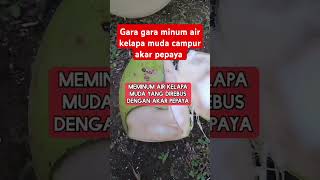Gara Gara Minum Air Kelapa Muda Dicdanur Akar Pepaya shrots informasikesehatan