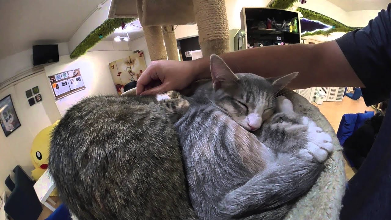 Kodak PixPro 4K SP360 ~ HK Kitty Cafe (front view scaled to 1080p)