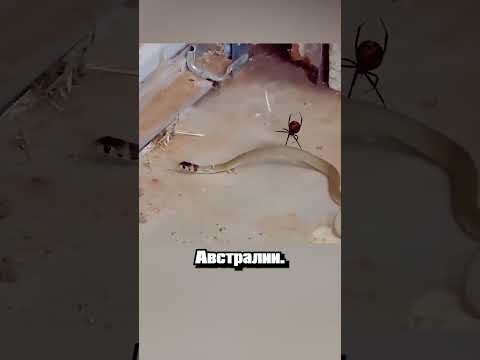 Это Австралия детка #природа #интересно