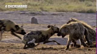 Savage Kingdom Life 4D - NatGeoWILD