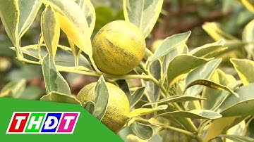 Tắc cẩm thạch độc lạ hút khách tìm mua | THDT