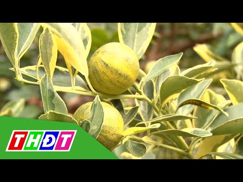 Video Tắc cẩm thạch độc lạ hút khách tìm mua | THDT - youtube