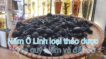 Sâm ô linh loại sâm kỳ lạ quý hiếm và đắt đỏ