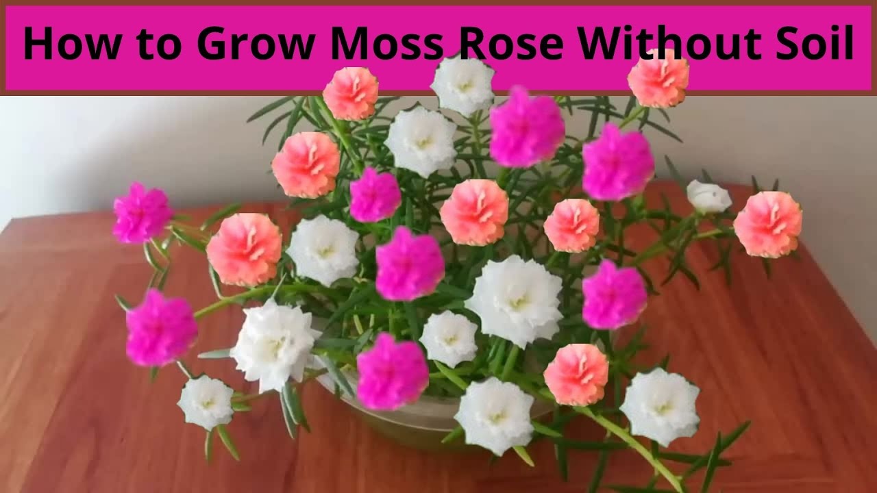 Grow Portulaca / Moss Rose / Vietnam Rose Without Using Soil YouTube