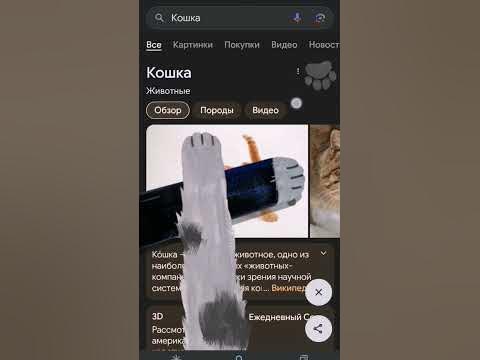 #кошка#кот#милыекотята#гугл#хочуврек#подпишись - YouTube