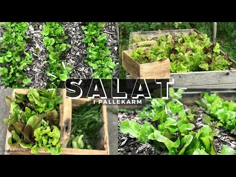 Video: Hvordan Få En Tidlig Innhøsting Av Salat Utendørs