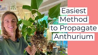 ANTHURIUM  How to Propagate Anthurium Plants & Care