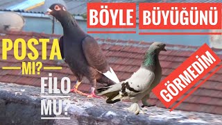 Jumbo Kaçak Ve Atmacanin Ürkütüp Kaçirdiği 13 Kuşumuzdan Geri̇ye Gelenler