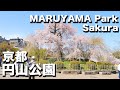 京都の桜  八坂神社と円山公園の満開の桜を見る｜Kyoto Yasaka jinjya and Maruyama Park Sakura